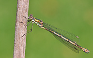 Common spreadwing (female, Lestes sponsa)